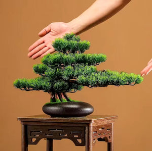 KAI BONSAI